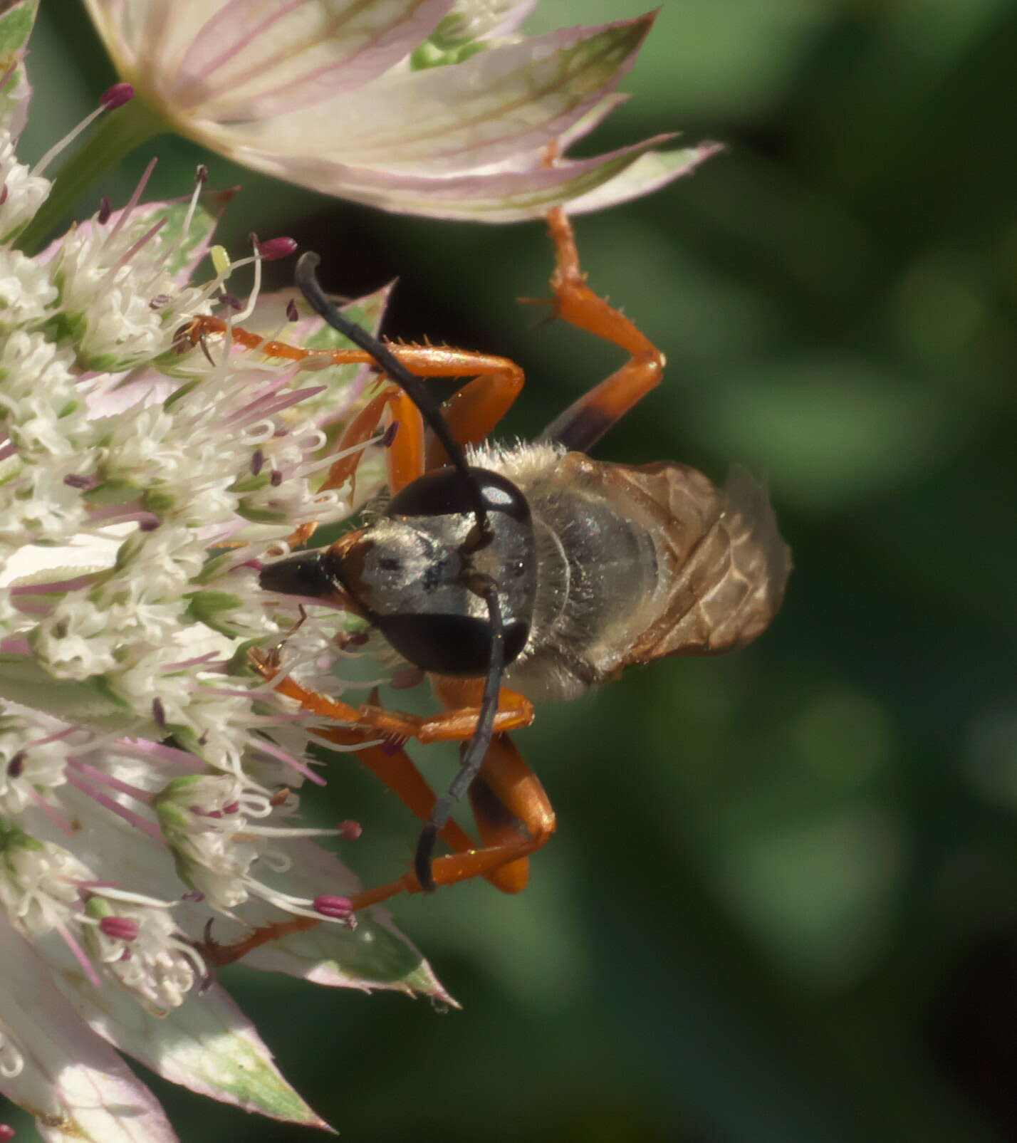 Image of Great Golden Digger Wasp