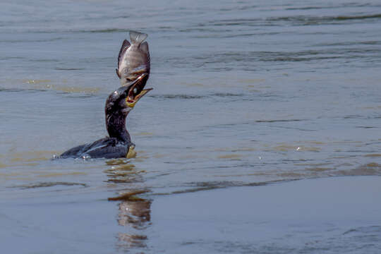 Image of Indian Cormorant