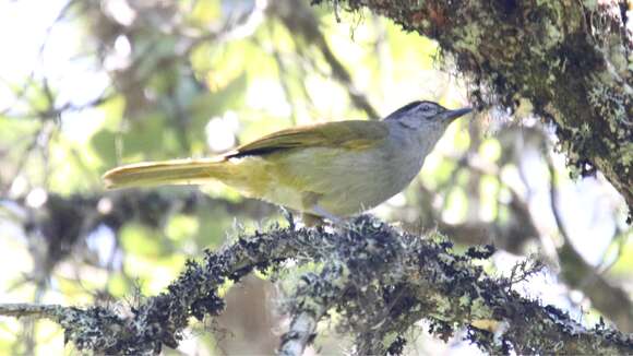 Image of Mountain Greenbul