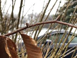 Image de Hêtre à grandes feuilles