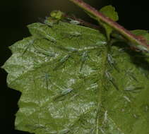 Image of Aphid