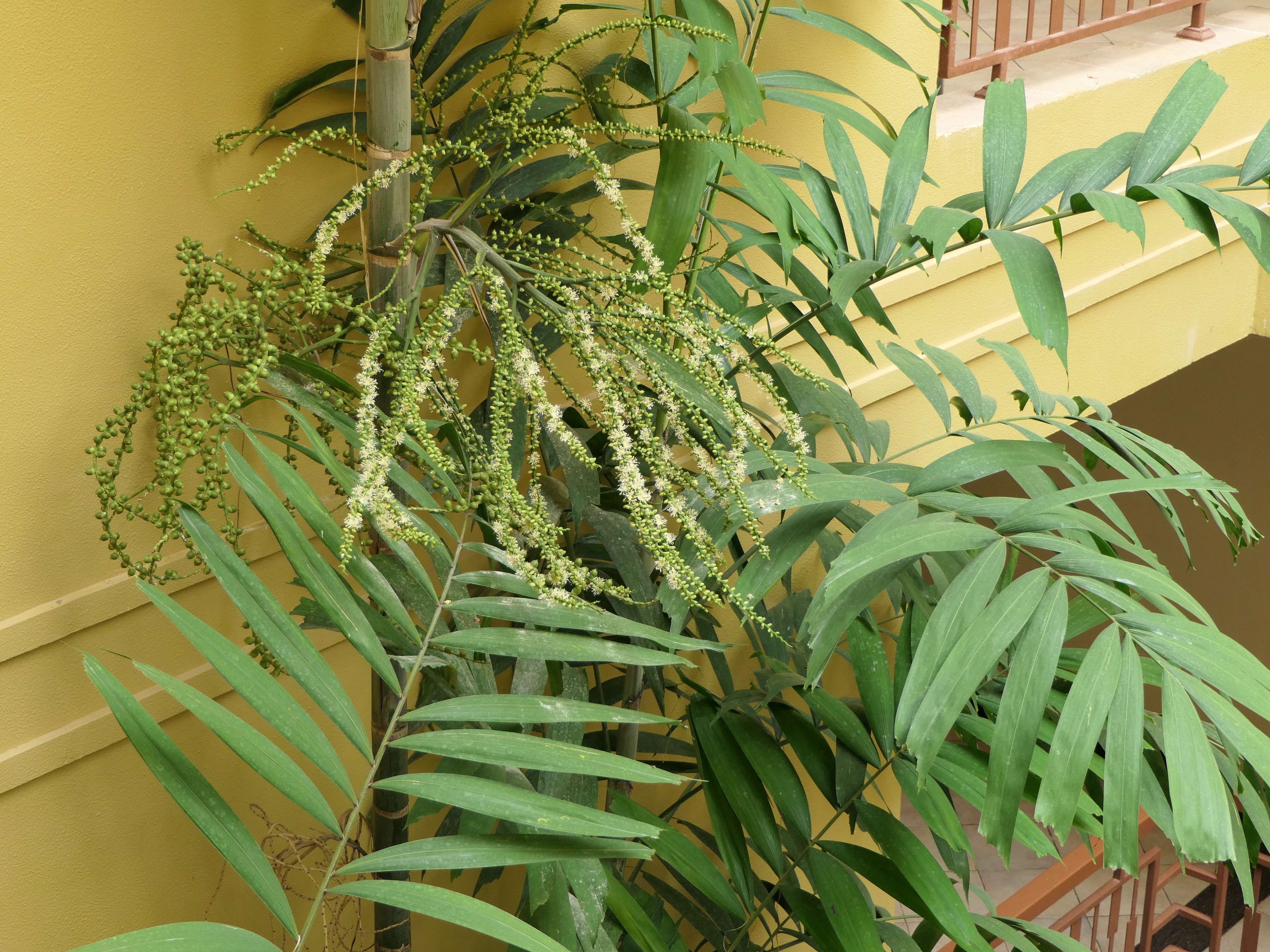 Image of Macarthur Palm