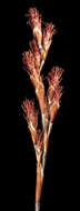 Image of Leptocarpus laxus (R. Br.) B. G. Briggs