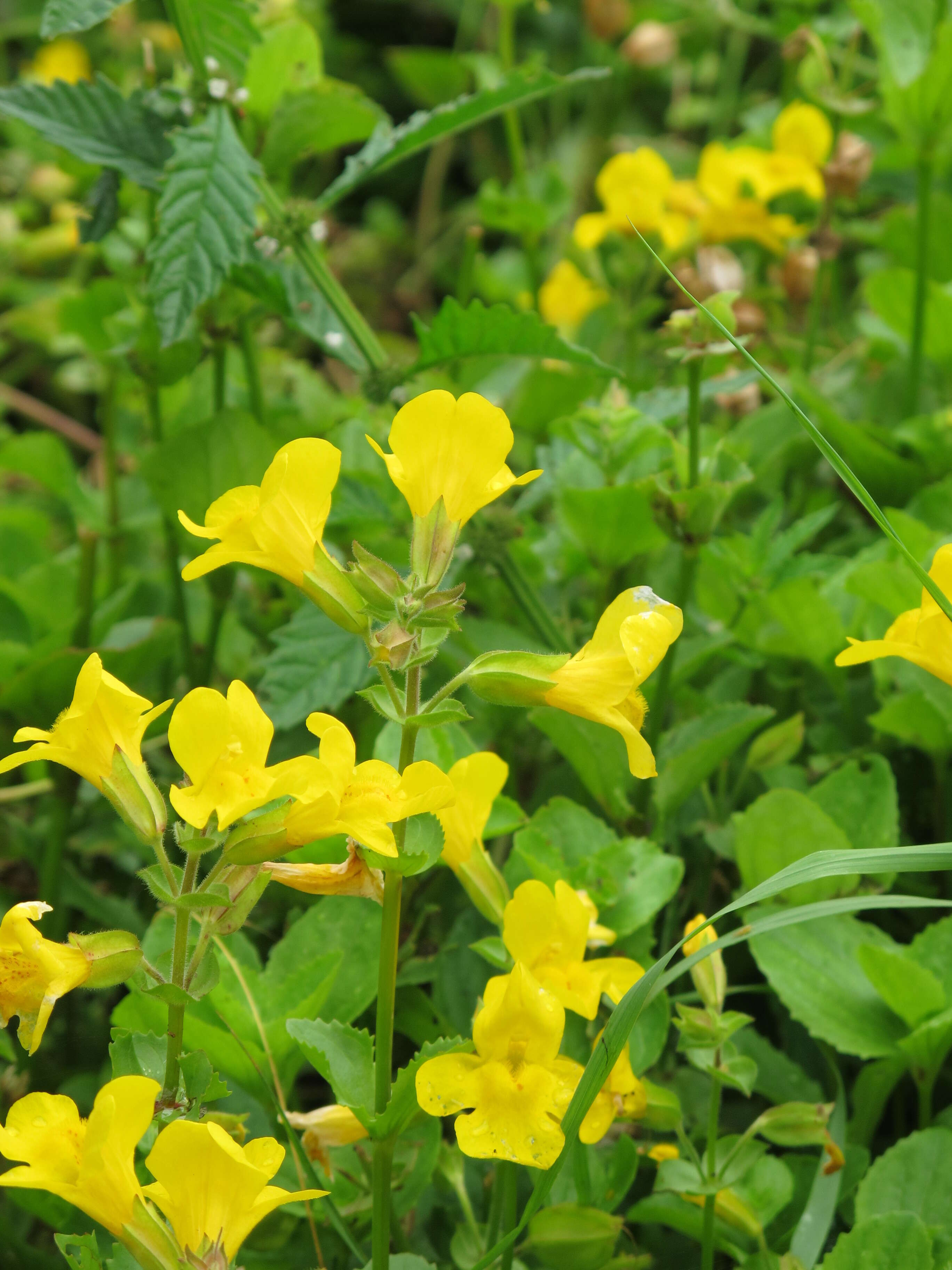 Image of Erythranthe guttata (DC.) G. L. Nesom