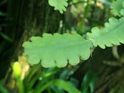 Image of Rhipsalis crispata Pfeiff.