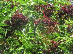 Imagem de Sambucus nigra L.