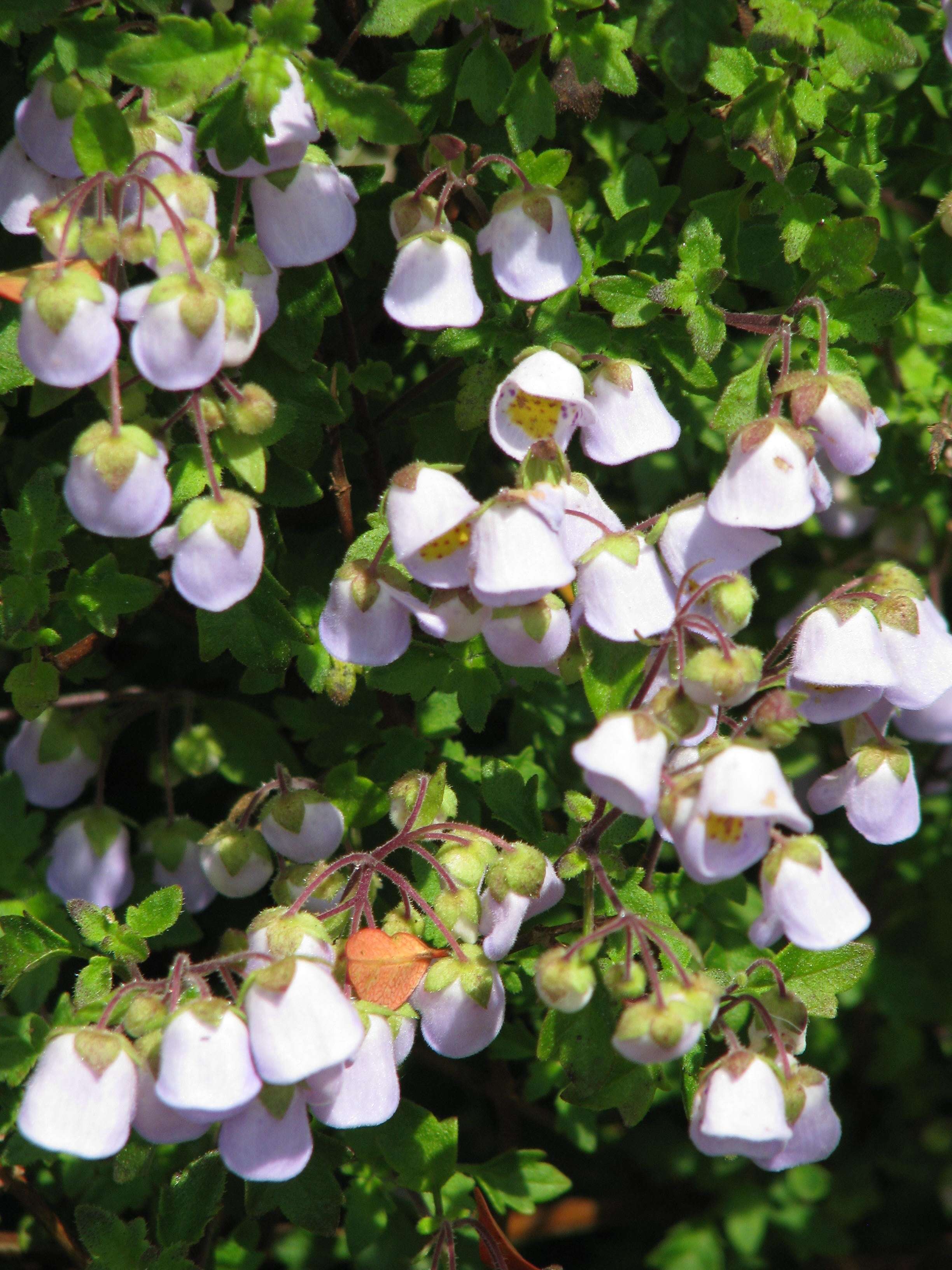 Image of Jovellana violacea (Cav.) G. Don