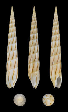 Image of Hastula lanceata (Linnaeus 1767)