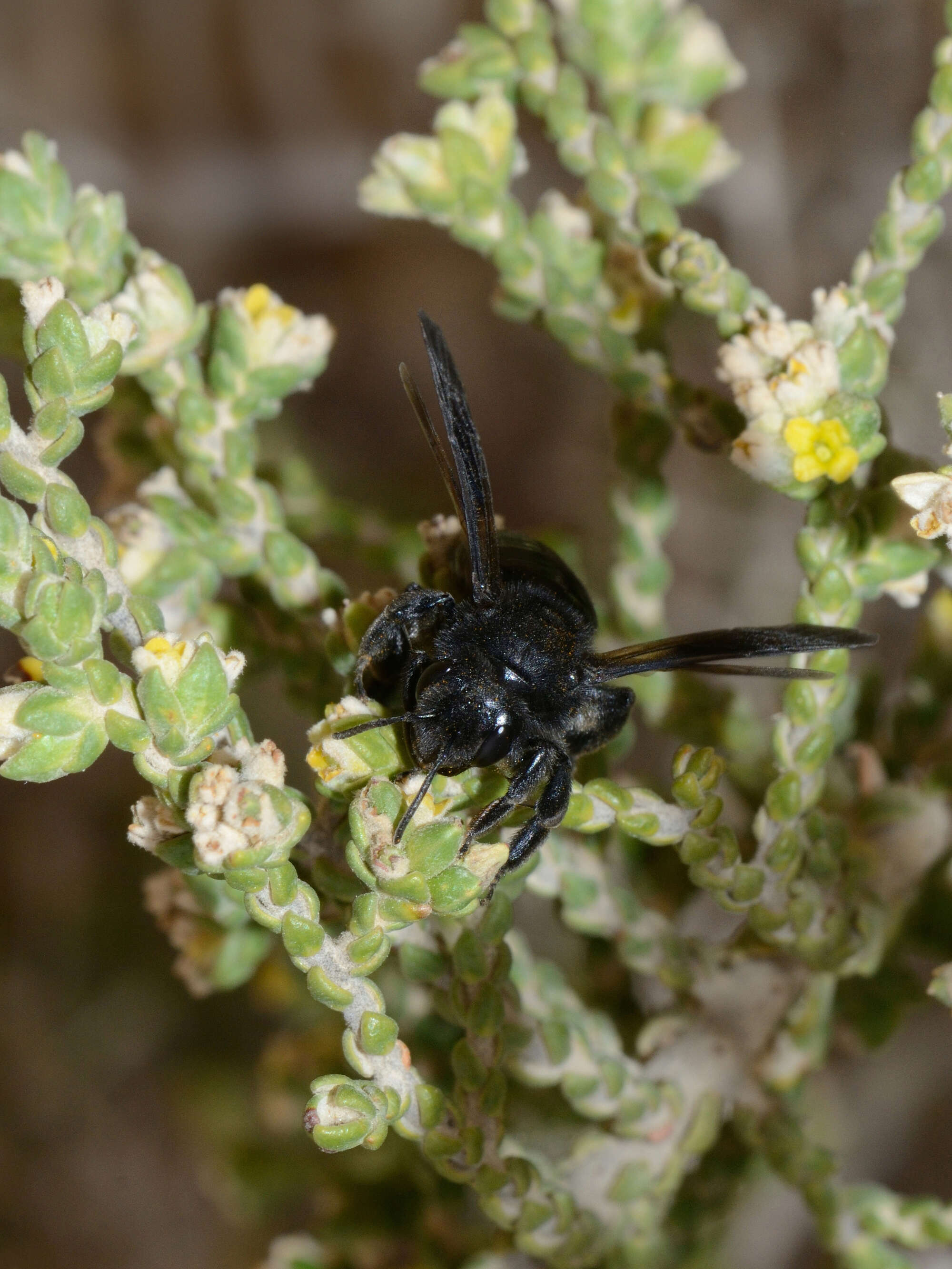 Image of Thymelaea hirsuta (L.) Endl.