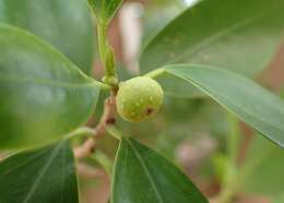 Image of Ficus retusa L.