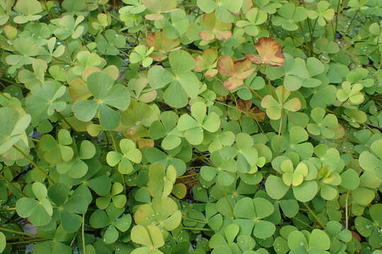 Image of Common Water Clover