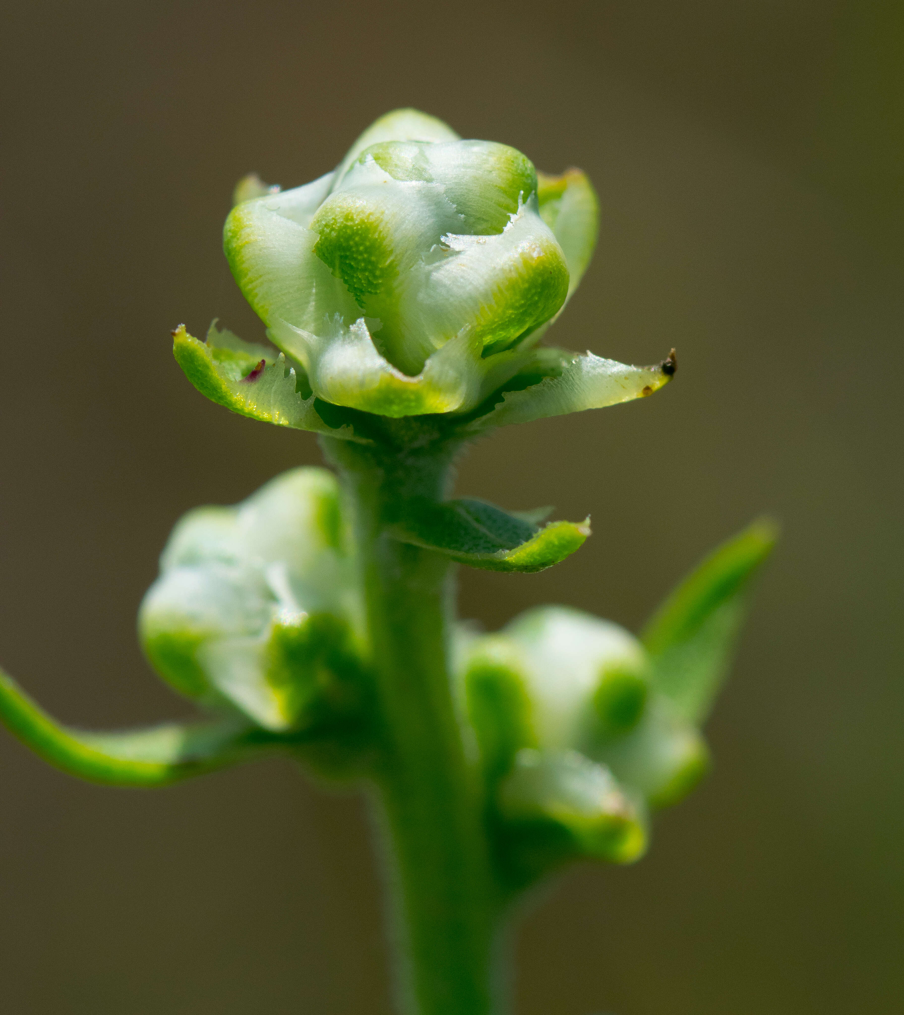 Слика од Liatris aspera Michx.