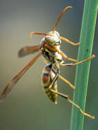 Image of Wasp