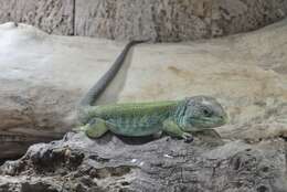 Image of Ocellated Lizard