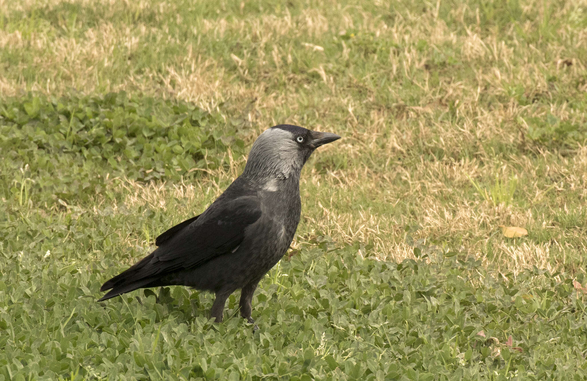 Image of Eurasian Jackdaw