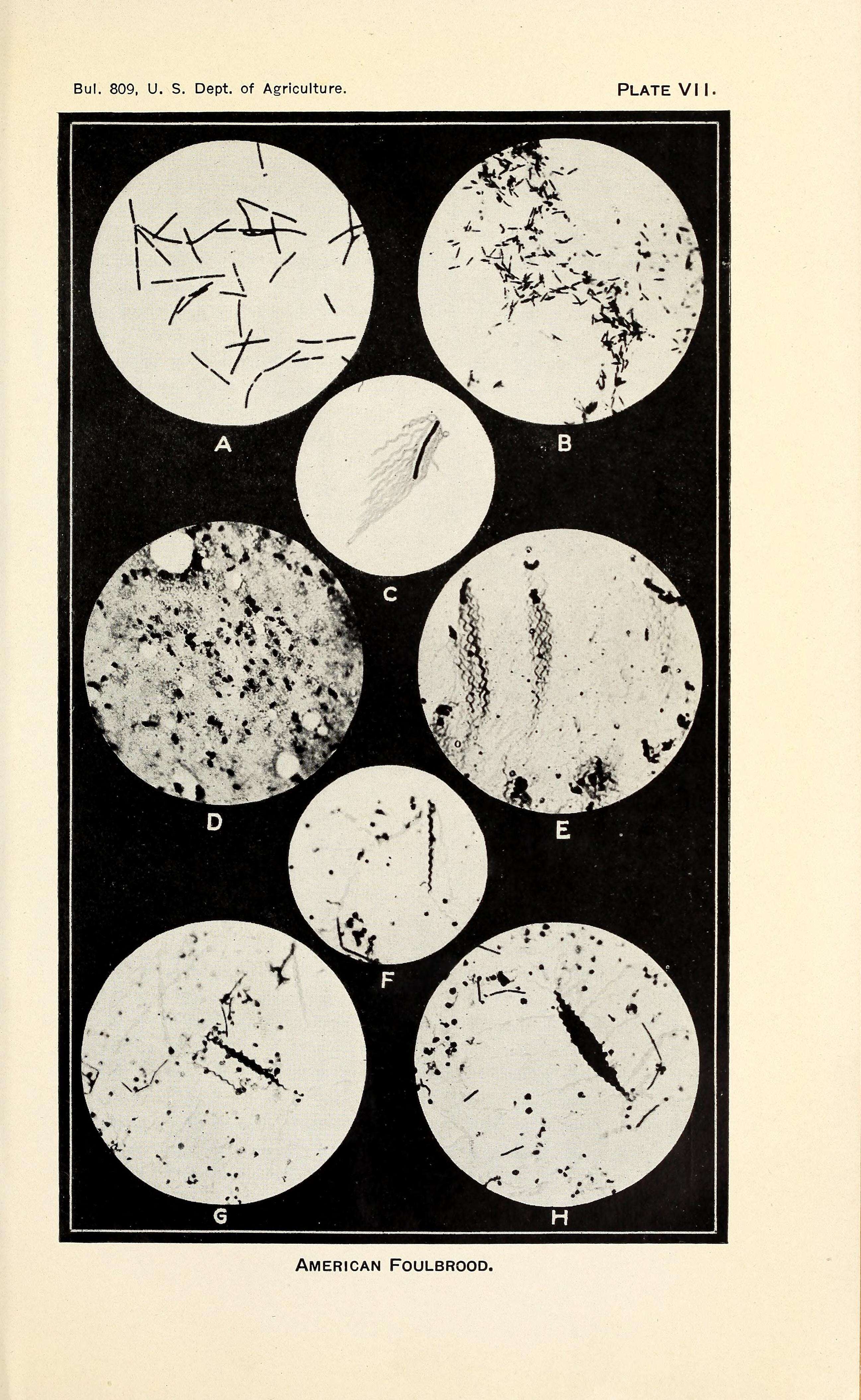 Image de Paenibacillus larvae