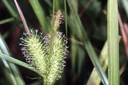 Image of shallow sedge