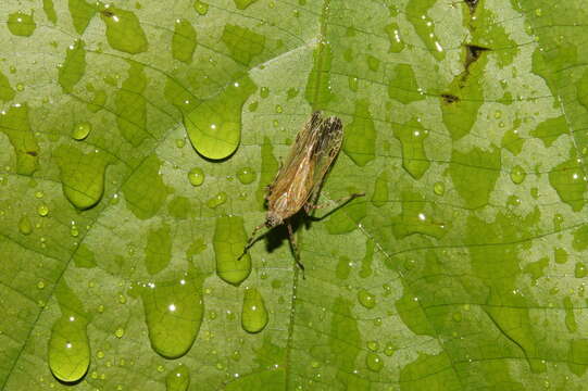 Image of dictyopharid planthoppers