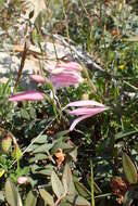 Imagem de Gladiolus triphyllus (Sm.) Ker Gawl.