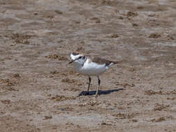 Image of Least Sandpiper