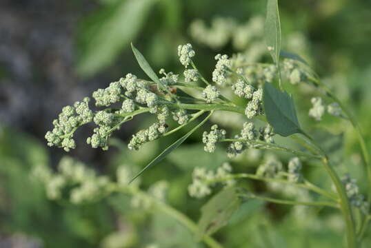 Plancia ëd Chenopodium suecicum J. Murr