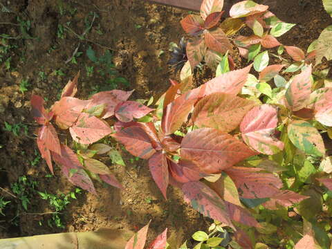 Image de Acalypha wilkesiana Müll. Arg.