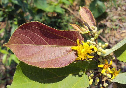 Sivun Grewia tiliifolia Vahl kuva