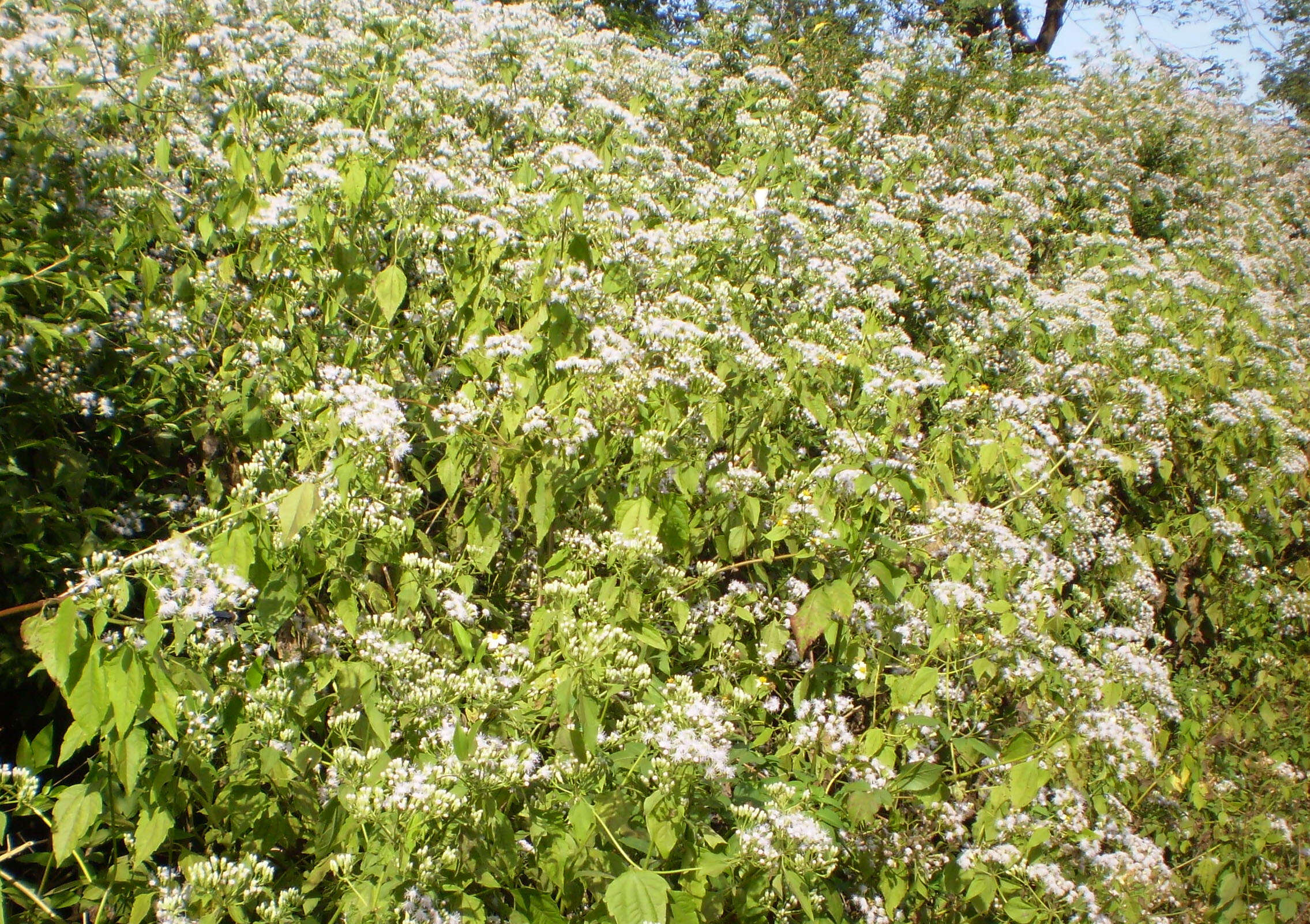 Image of Jack in the bush