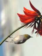 Image of Swinhoe's White-eye