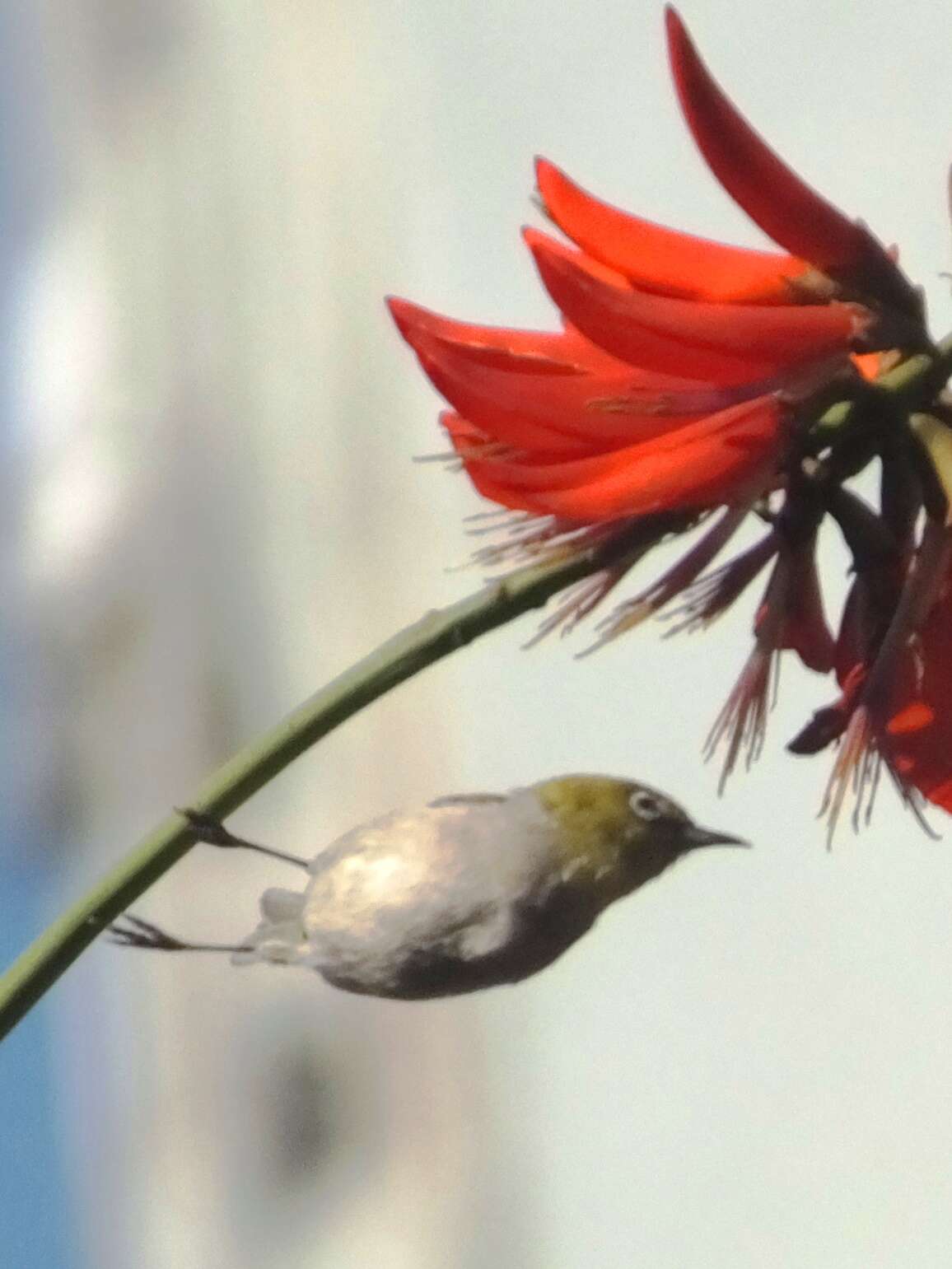 Image of Swinhoe's White-eye