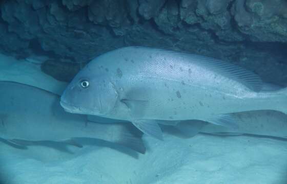 Image of Painted sweetlips