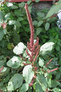 Plancia ëd Amaranthus hypochondriacus L.