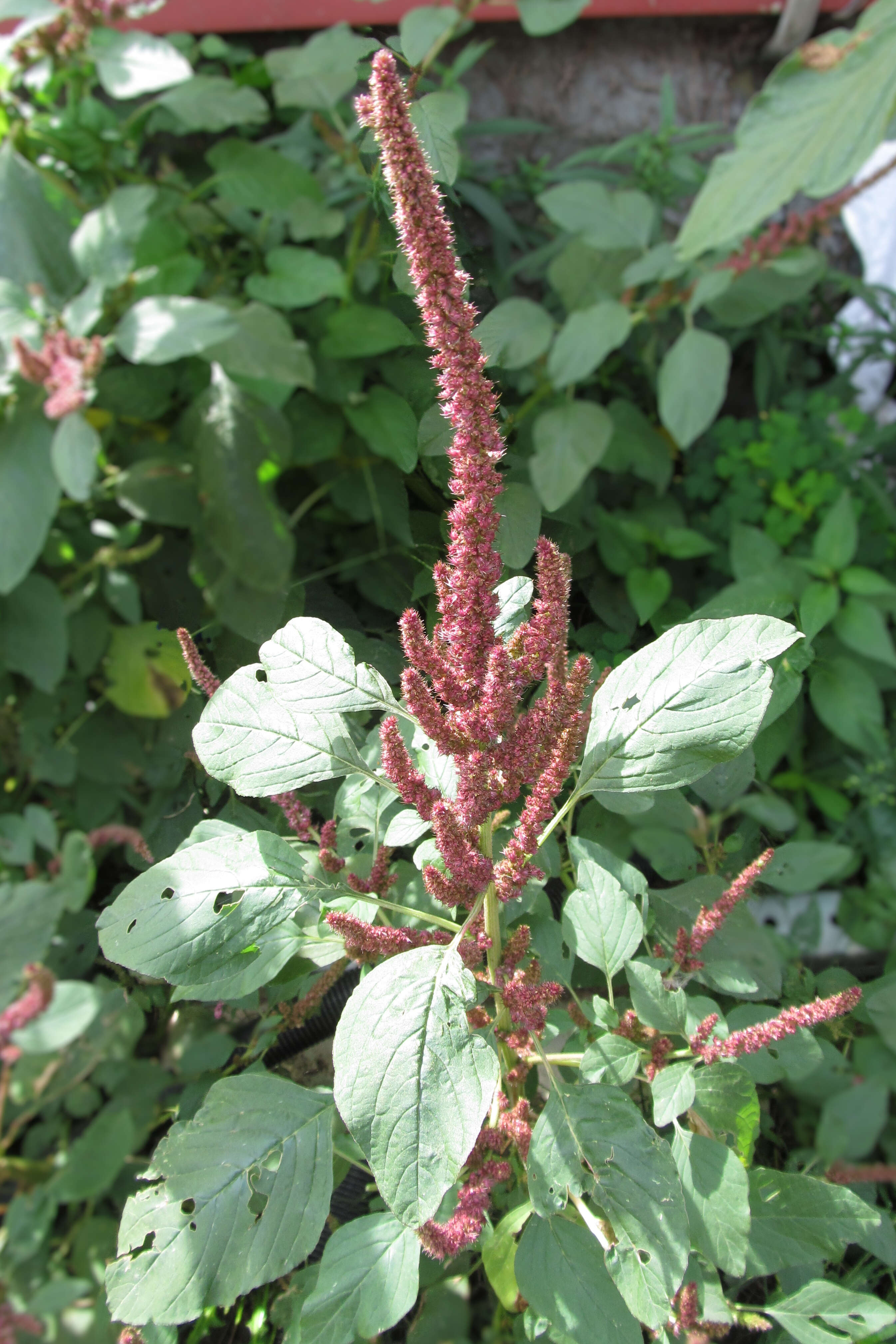 Plancia ëd Amaranthus hypochondriacus L.