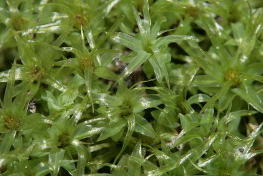 Image of Opal Thread-moss