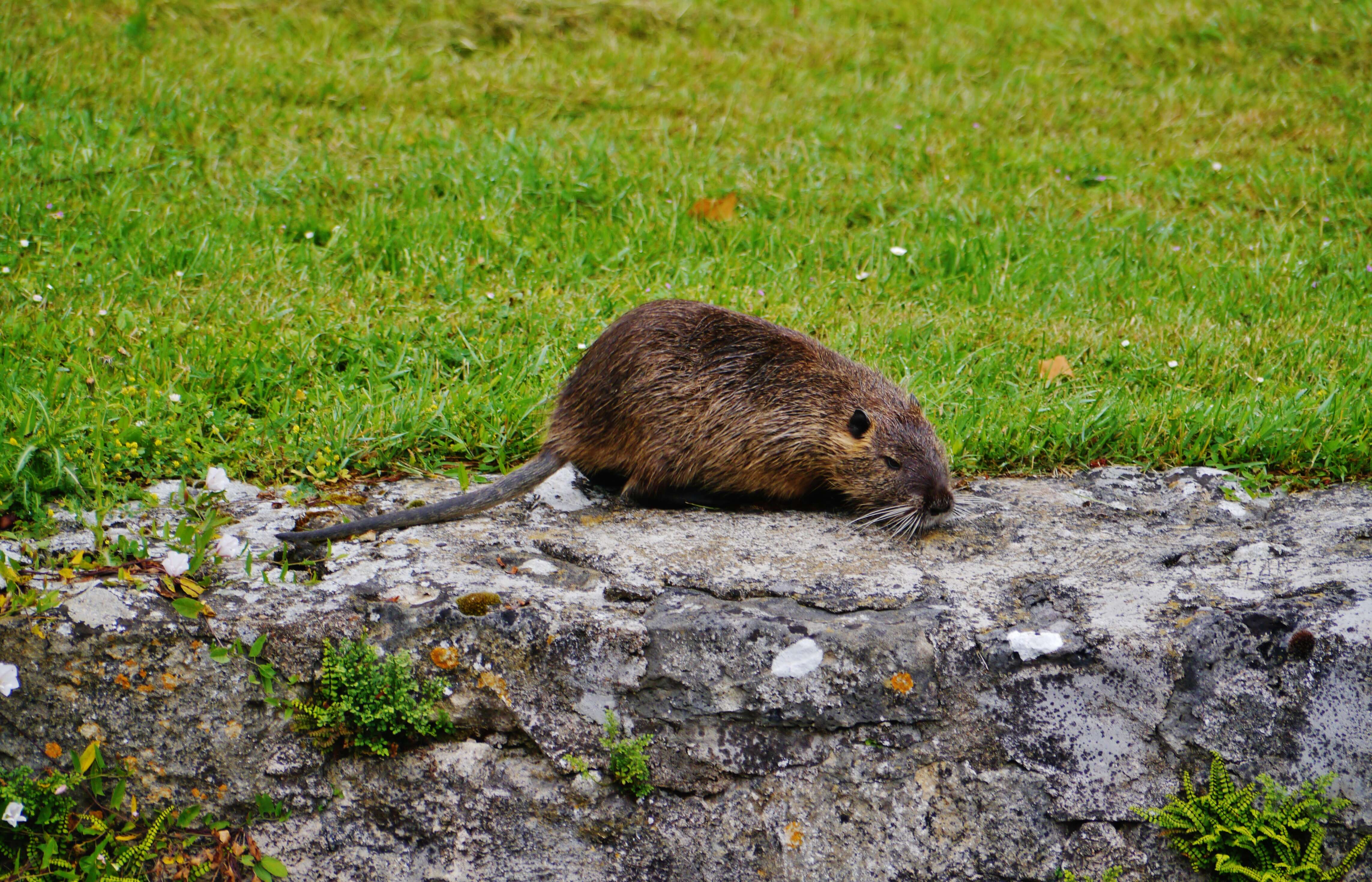 Image of River Rats