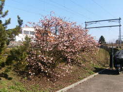 Sivun Viburnum × bodnantense kuva