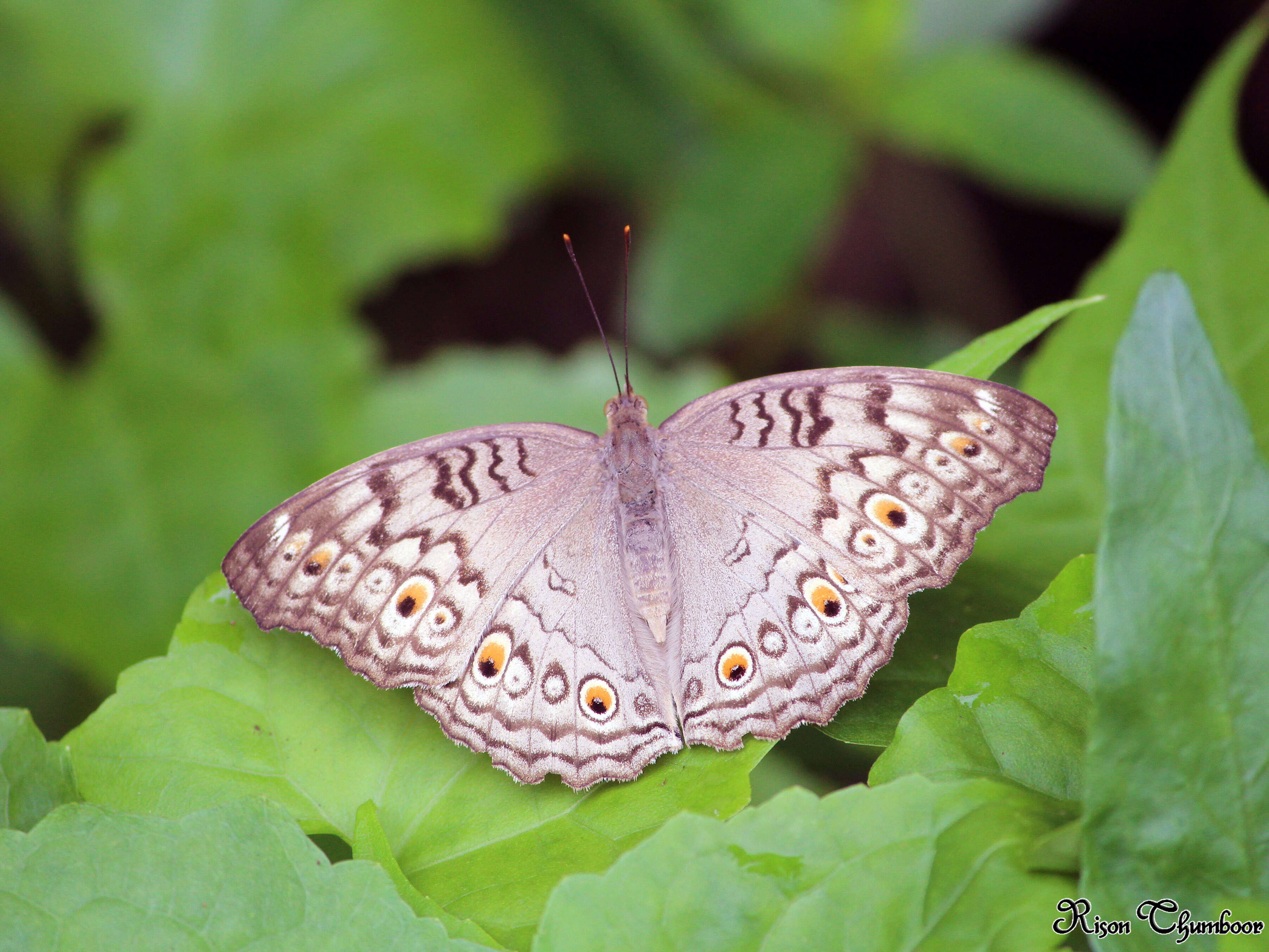 Plancia ëd Junonia atlites Linnaeus 1763