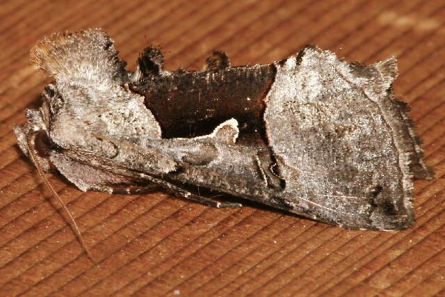 Image of Large Looper Moth, Broken-banded Y