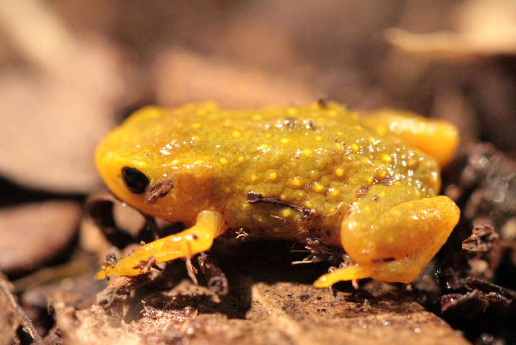 Image of Brachycephalus nodoterga Miranda-Ribeiro 1920