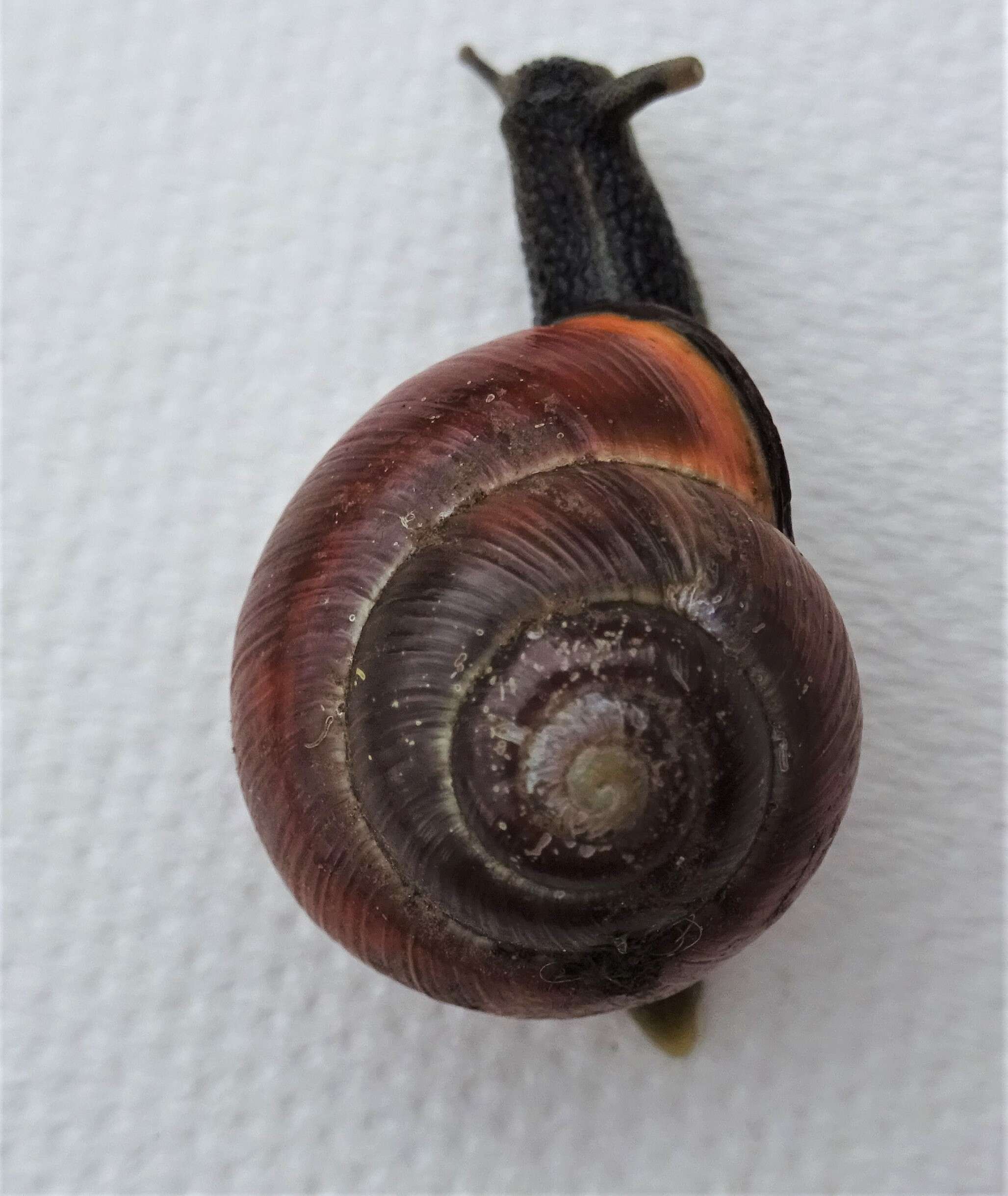 Image of Brown Lipped Snail