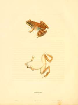 Lithobates sylvaticus (Le Conte 1825) resmi