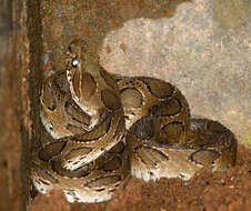 Image of Russel’s Viper