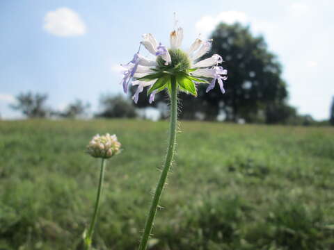 Слика од Knautia arvensis (L.) Coulter