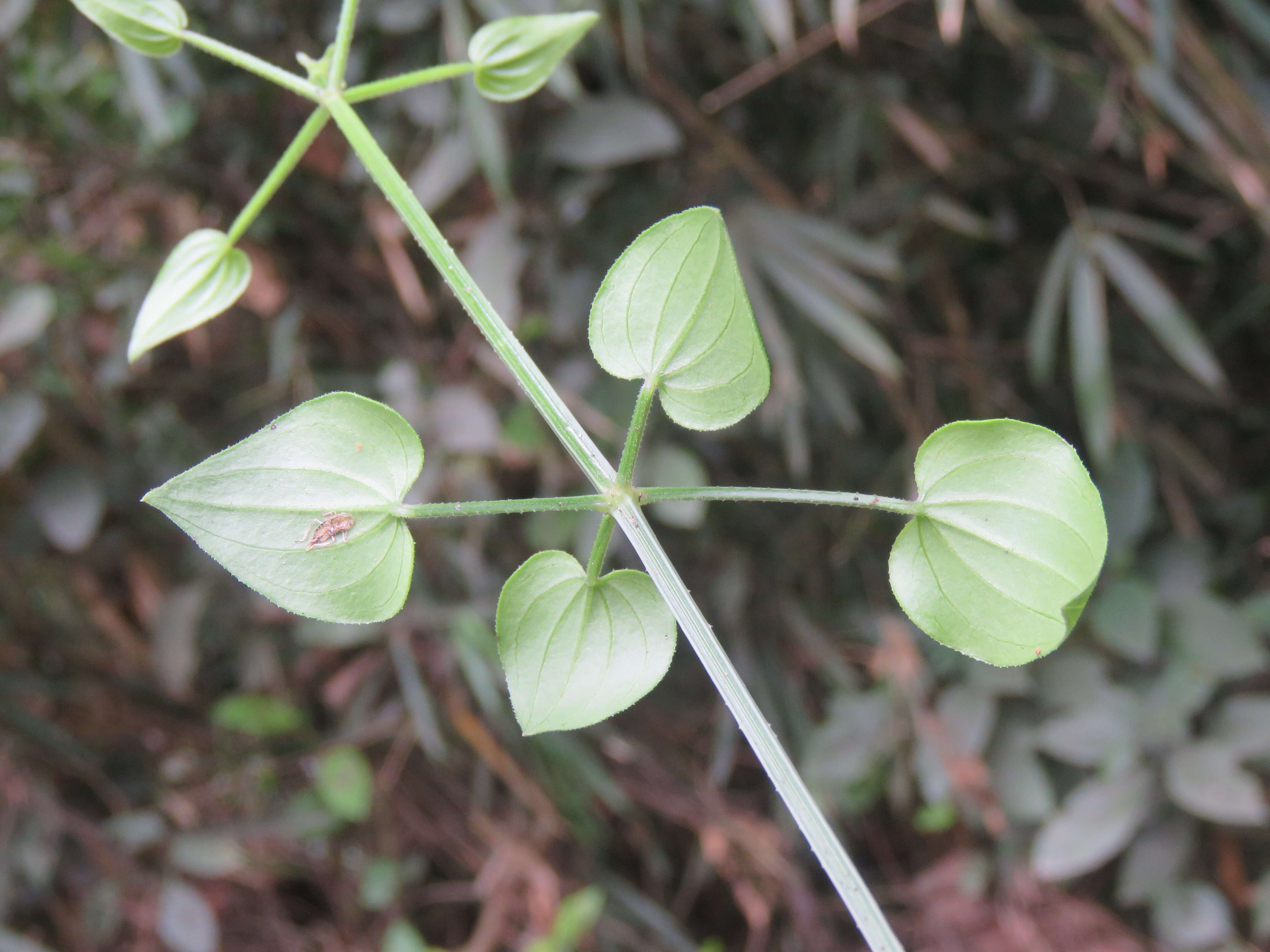 Plancia ëd Rubia cordifolia L.