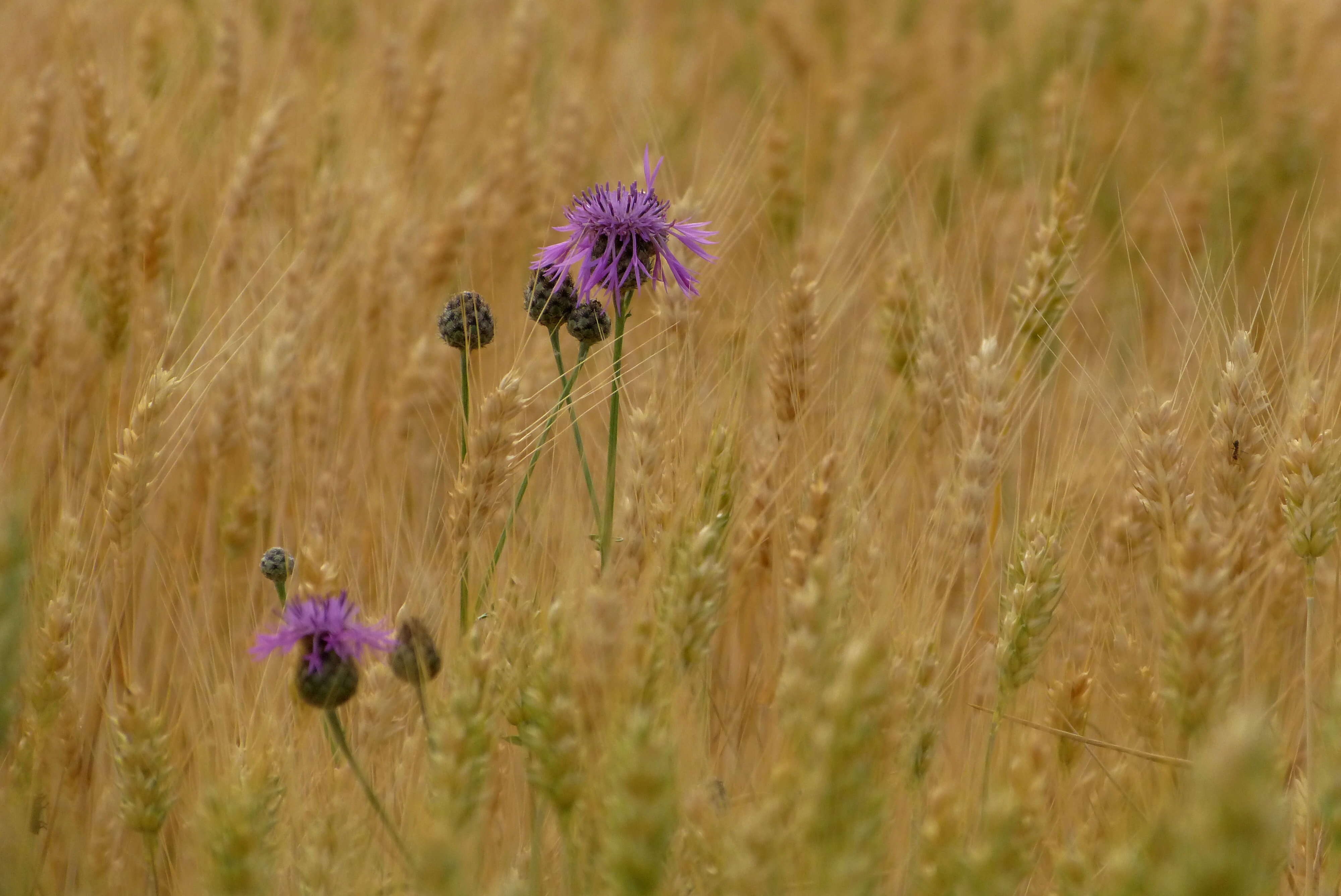 Image of rye