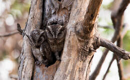 Image of Indian Scops Owl