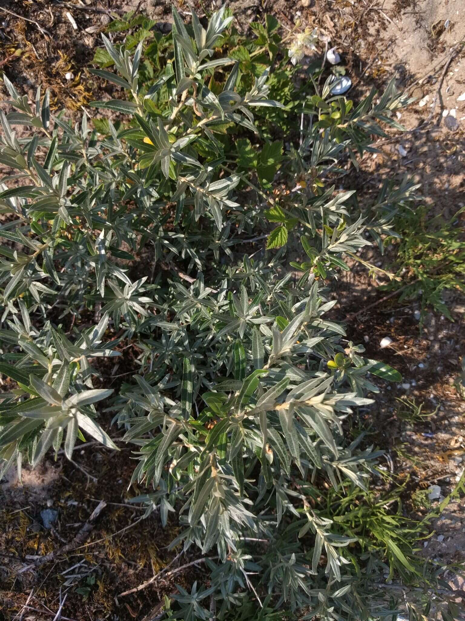 Image of Sea-buckthorn