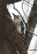 Image of Great Spotted Woodpecker