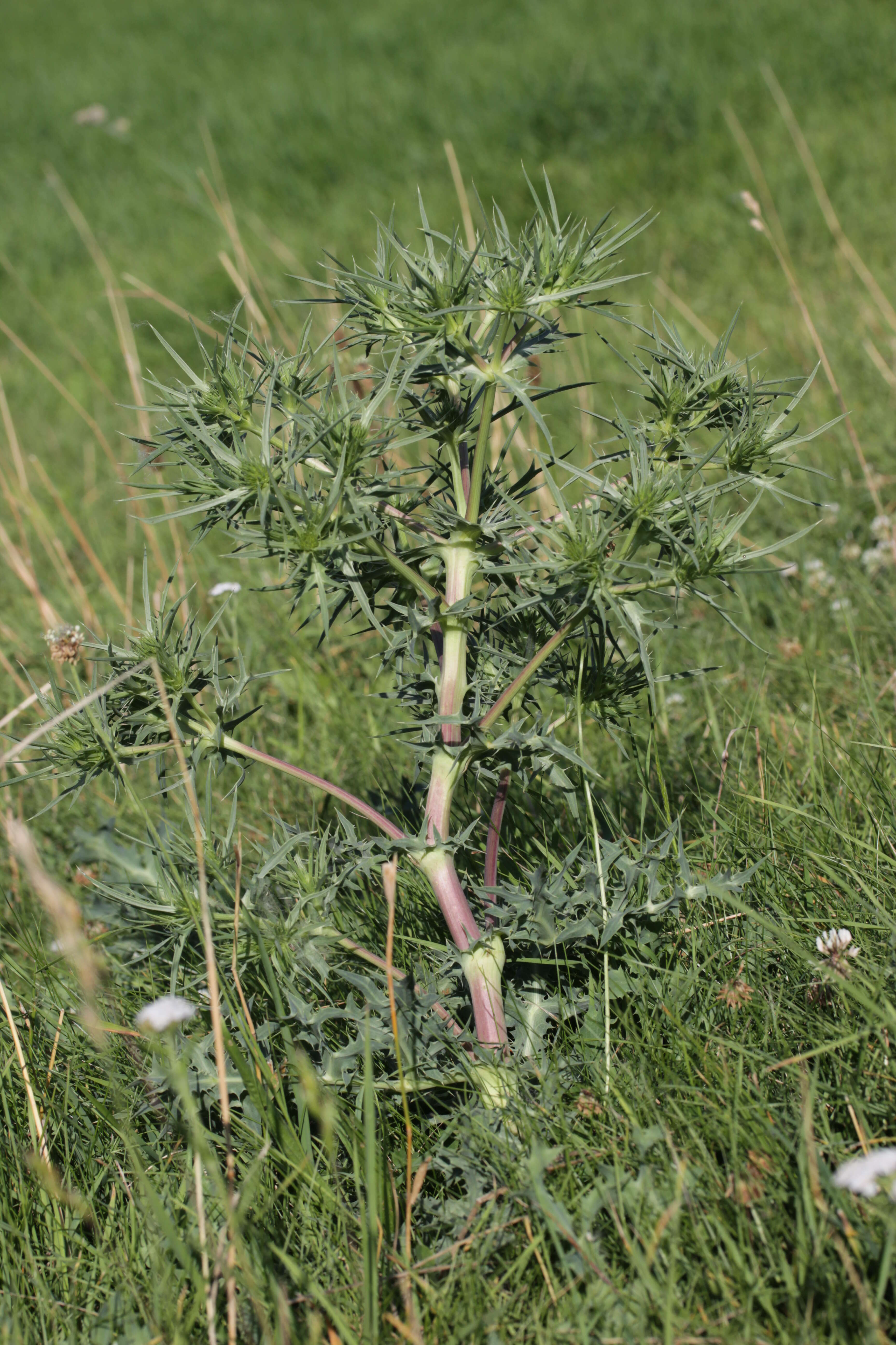 Image de chardon roulant