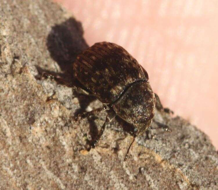 Image of Fungus weevil